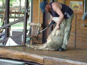 Lone Pine sanctuary - sheep shearing
