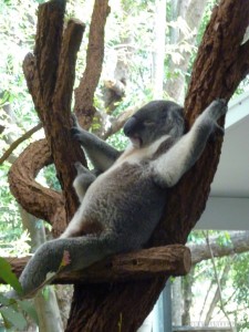 Lone Pine sanctuary - sleeping koala