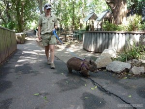 Lone Pine sanctuary - wombat walking