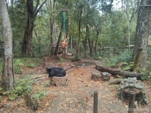 Luang Prabang - Kuang Si bear rescue 1