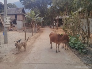 cow on road