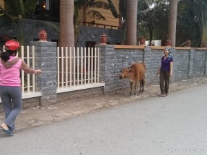 walking cattle