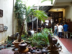 Malacca - indoor plants 1