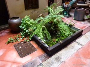 Malacca - indoor plants 2