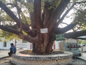 Mandalay - Kuthodaw Pagoda starflower tree