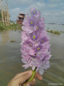 Mekong boat tour - lotus flower