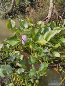Mekong boat tour - lotus plants 2
