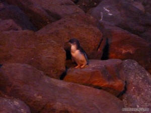 Melbourne - Fairy Penguins
