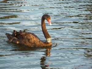 Melbourne - black swan