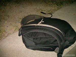 Moalboal - praying mantis on bag