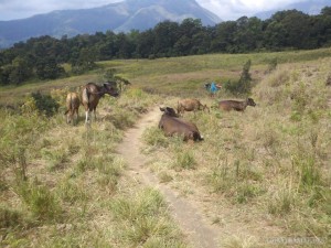 Mount Rinjani - day three cow trail