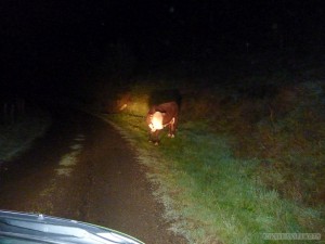 NZ Campervanning - lost cow