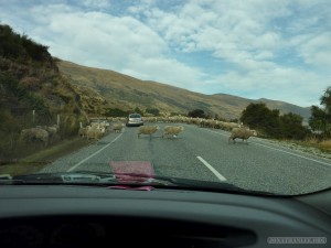 NZ Campervanning - sheep on the road 1