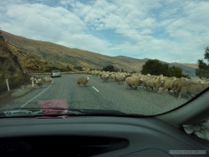 NZ Campervanning - sheep on the road 2