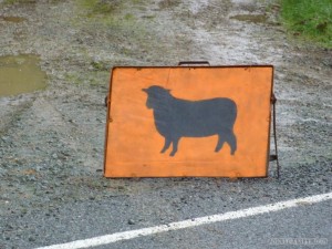 NZ Campervanning - sheep sign