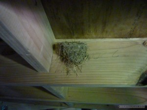 NZ North Island - Shire birds nest