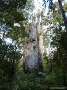 NZ North Island - Waipoua National Park Kauri trees 2