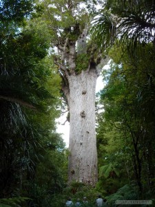NZ North Island - Waipoua National Park Kauri trees