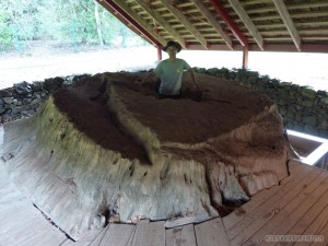 NZ North Island - Waitangi treaty grounds tree stump