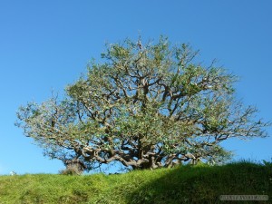 NZ North Island - party tree