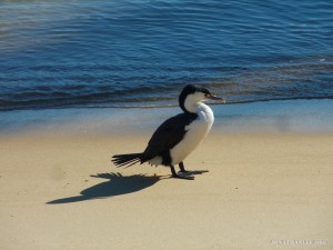 NZ South Island - Able Tasman pokemon bird 1