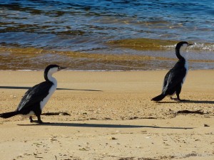 NZ South Island - Able Tasman pokemon bird 2