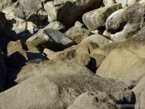 NZ South Island - Able Tasman seals 1