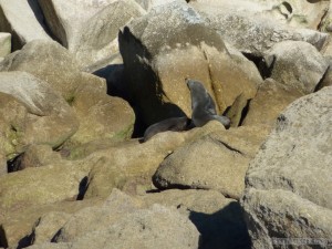 NZ South Island - Able Tasman seals 2