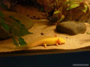 NZ South Island - Hokitika cute aquarium creature