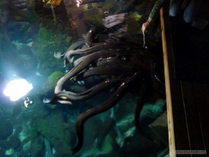 NZ South Island - Hokitika eels