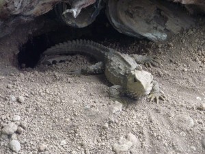 NZ South Island - Intercargill old lizard