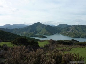 NZ South Island - Queen Charlotte Track 3