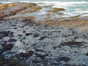 NZ South Island - fossilized forest