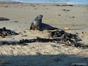 NZ South Island - sealion aloof