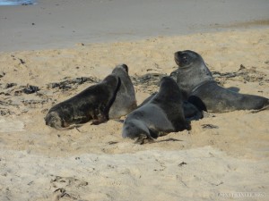 NZ South Island - sealion meeting