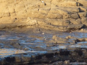 NZ South Island - worlds rarest penguin