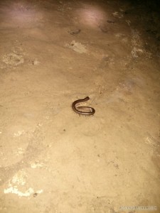 Pang Mapha - caving trip fossil cave centipede