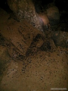 Pang Mapha - caving trip fossil cave guano