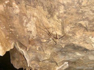 Pang Mapha - caving trip fossil cave spider