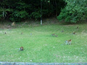 Penang - monkeys