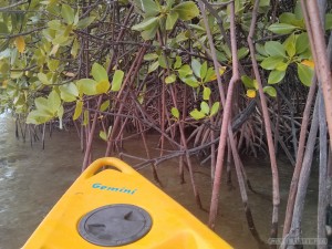 Port Barton - mangrove 1