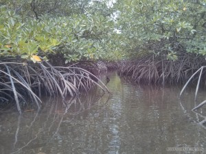 Port Barton - mangrove 2