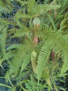 Port Barton - pitcher plant