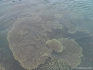 Port Barton - underwater coral