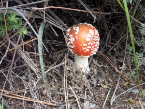 Rotorua - Wai o Tapu magic mushroom