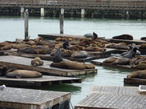 San Francisco - Sea Lion Jetty