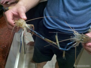 Shrimp fishing - two shrimp