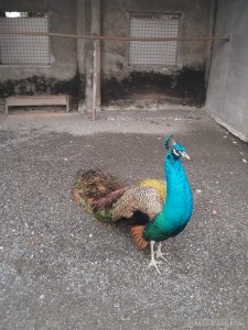 peacock zoo