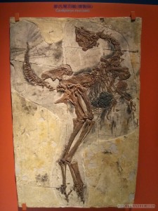 Museum of Natural History fossil
