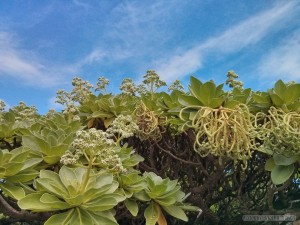 Taitung - Xiaoyeliu park flowers 1